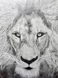 a drawing of a lion in black and white
